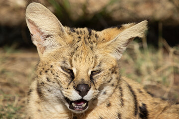 African serval smiling in Moholoholo Animal Rehabilitation Centre. The best shot of real serval. 