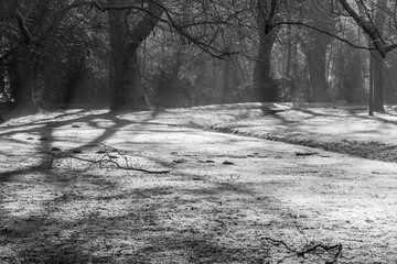 frozen park in winter against the light