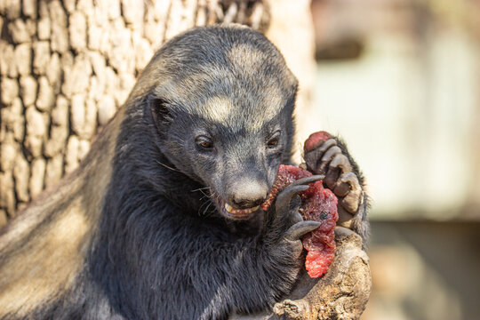 Honey badger, also known as the ratel in Africa. The best shot of real badger. 