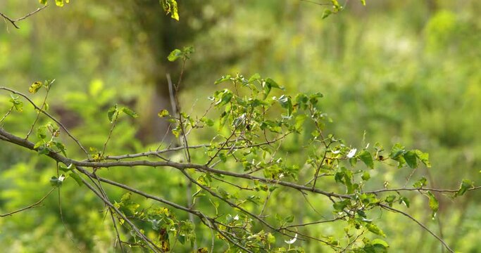 Small tree pipit flies away from a tree branch with green leaves in wilderness