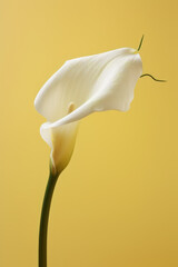 Calla Lily with Paint-Like White Drips