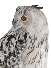 isolated white large eagle owl closeup