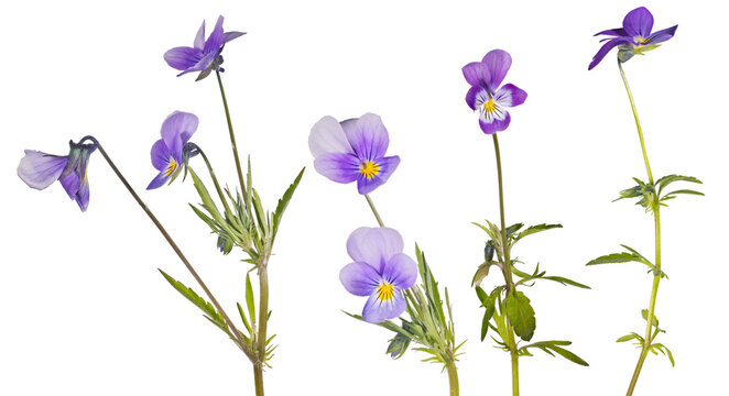 four small pansy dark violet flowers set