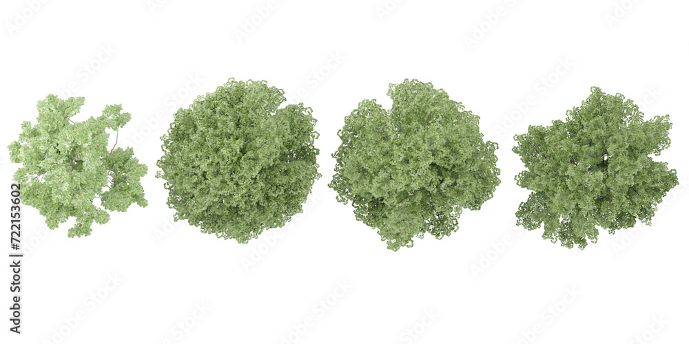 Wall mural beech trees collection with realistic style from top view