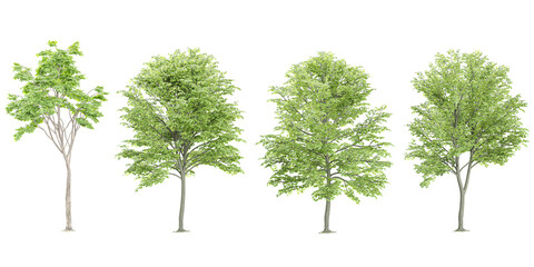 Beech Trees collection with realistic style
