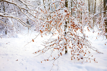 snow covered beech tree with brown leaves in the winter forest