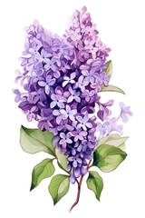 Lilac several pattern flower, sketch, illust, abstract watercolor