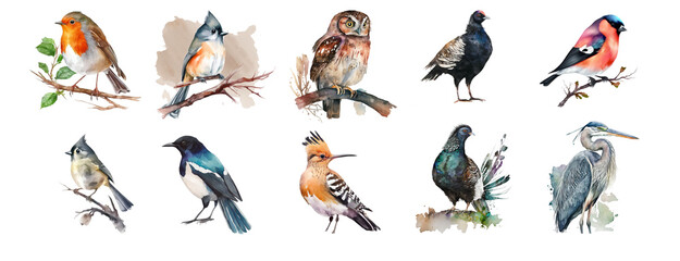 Forest birds in the wild. Watercolor clipart on a white background.