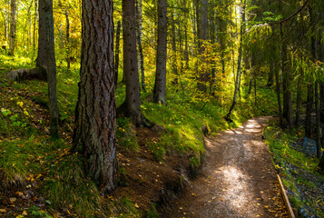 A dirt road for walking through the forest on an autumn day.