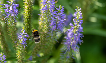 A bee near a flower in close-up on a summer day in the garden.