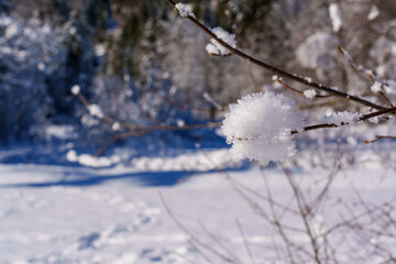 snow covered branches