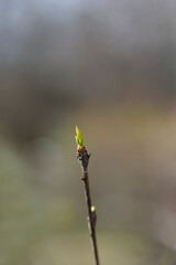 Asian barbery branch with new leaves