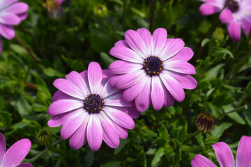 African daisy flowers
