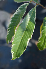 Variegated Sweet chestnut leaves