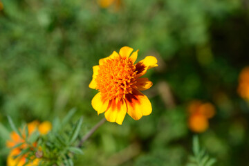 French marigold flower