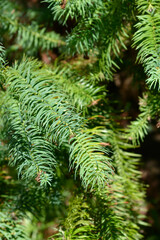 Chinese fir branches