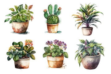 Home flowers in pots: arrowroot, cactus, dracaena, colanchoe, violet