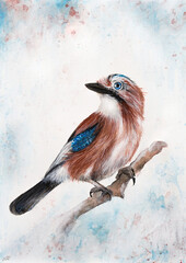 Eurasian Jay Eichelhäher vogel Watercolor
