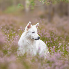 Obraz premium Joli chien blanc