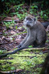 Makakenaffe in der Wildnis Borneos – Einblick in die Tierwelt