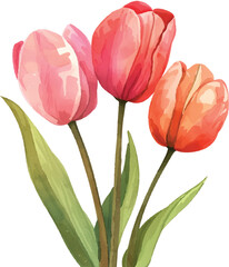 watercolor tulips vector illustration