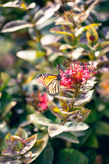 Danaus plexippus en canarias mariposa monarca 