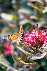 Danaus plexippus en canarias mariposa monarca 