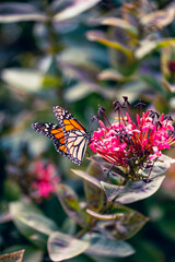 Danaus plexippus en canarias mariposa monarca 