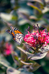 Danaus plexippus en canarias mariposa monarca 