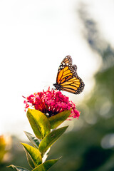 Danaus plexippus en canarias mariposa monarca 