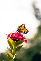 Danaus plexippus en canarias mariposa monarca 