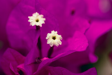 Bougainvillea canarias 