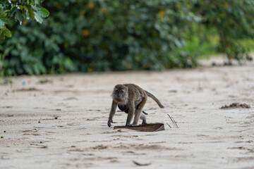 Makakenaffe in der Wildnis Borneos – Einblick in die Tierwelt