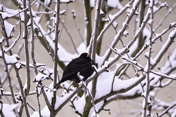 Birds in the garden, winter