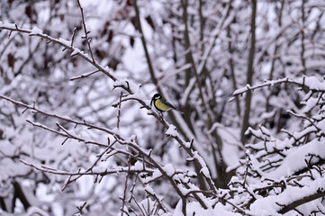 Birds in the garden, winter