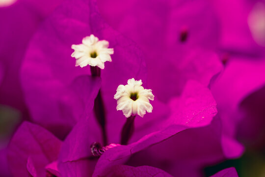 Bougainvillea canarias 