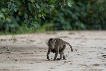 Makakenaffe in der Wildnis Borneos – Einblick in die Tierwelt