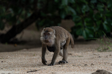 Makakenaffe in der Wildnis Borneos – Einblick in die Tierwelt
