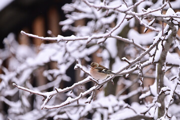 Birds in the garden, winter