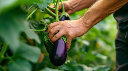 harvesting eggplants