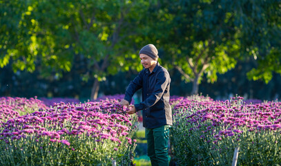 Asian farmer and florist is cutting purple chrysanthemum flowers using secateurs for cut flower business for dead heading, cultivation and harvest season concept
