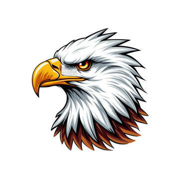 American bald eagle head