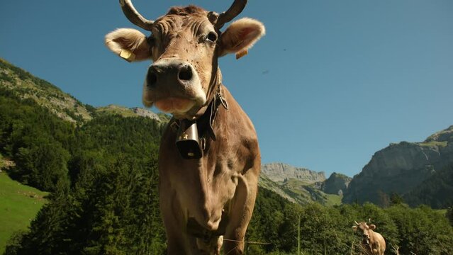 Cow on a summer pasture. Herd of cows grazing in Alps. Holstein cows, Jersey, Angus, Hereford, Charolais, Limousin, Simmental, Guernsey, Ayrshire, Brahman Cattle breeds. Cow in a field. Dairy cow.