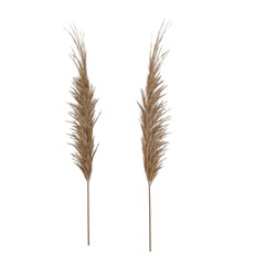 Pampas Grass dry flower realistic 3d rendered PNG Transparent 