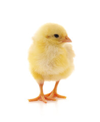 Baby yellow chicken.