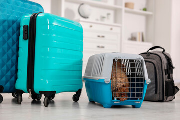 Travel with pet. Cute dog in carrier among suitcases at home