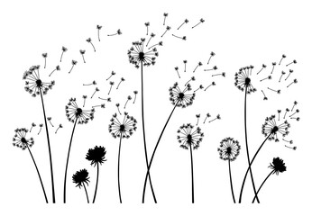 Dandelion wind blow background. Black silhouette with flying dandelion buds on white. Abstract flying seeds. Decorative graphics for printing. Floral scene design - obrazy, fototapety, plakaty
