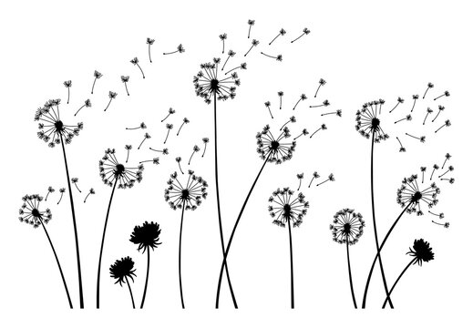 Dandelion wind blow background. Black silhouette with flying dandelion buds on white. Abstract flying seeds. Decorative graphics for printing. Floral scene design