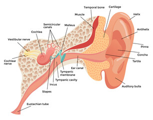 Human ear anatomy, structure anatomical diagram. Outer, middle and inner ear section concept. Eardrum, cochlea, eustachian tube and vestibular apparatus. Flat illustration for education