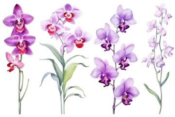 Fototapeta na wymiar Orchid several pattern flower, sketch, illust, abstract watercolor, flat design, white background